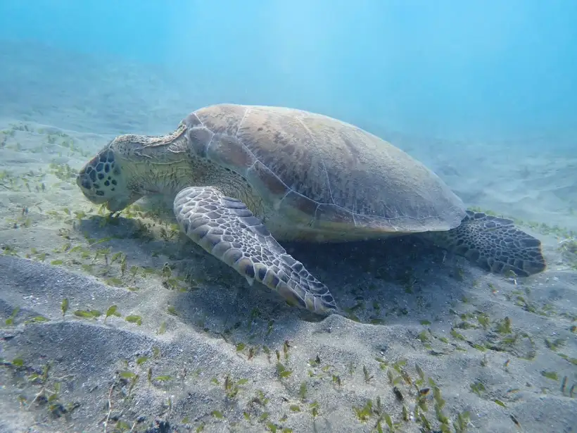 Snorkelen bij Abu Dabbab Bay bij Marsa Alam
