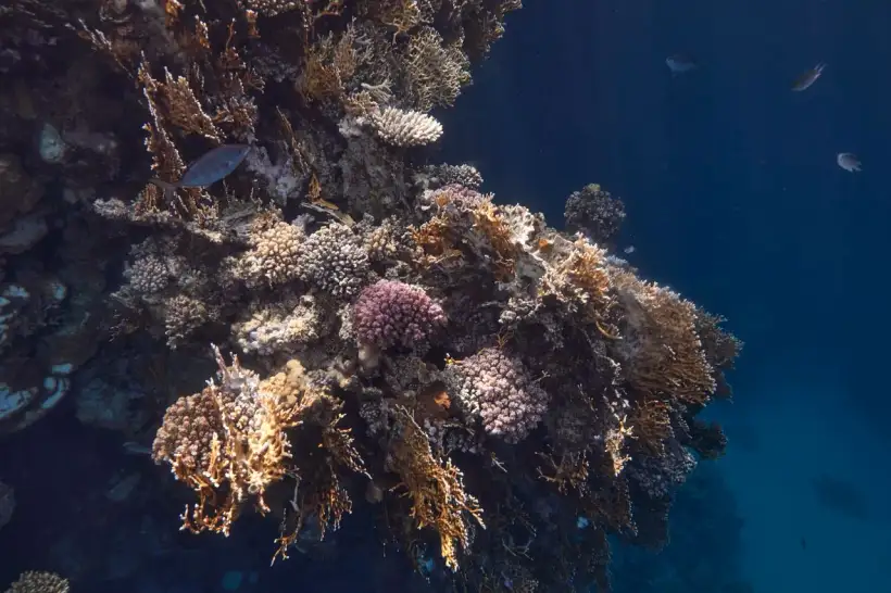 Snorkelen met zeeschildpadden bij Marsa Mubarak bij Marsa Alam