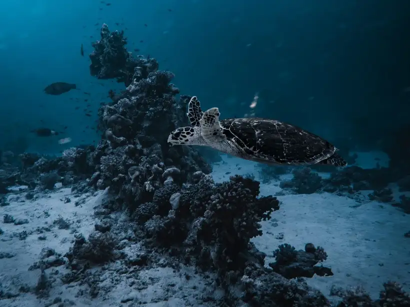 Snorkelboottocht naar Sataya Reef bij Marsa Alam